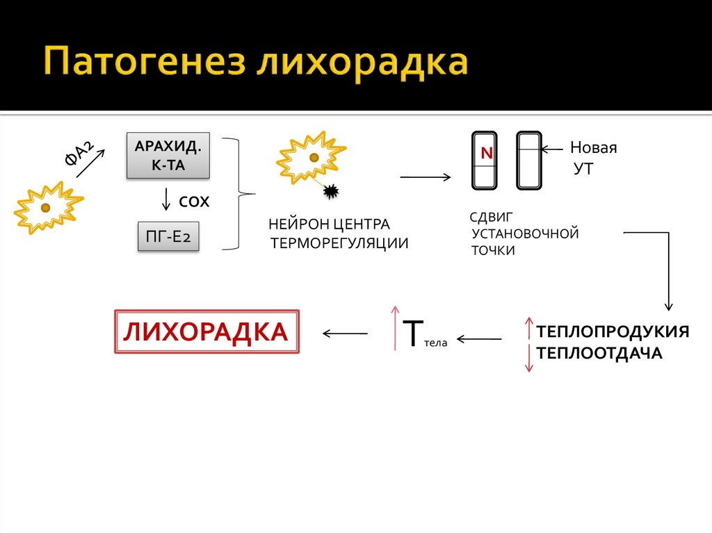 Патогенез лихорадка