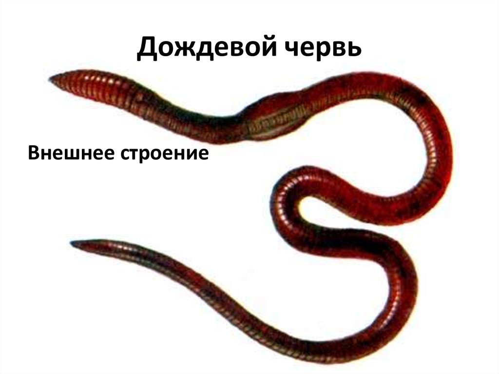 11 черви. Кольчатые черви Эйзения Малевича. Эйзения Малевича (Eisenia Malevici).
