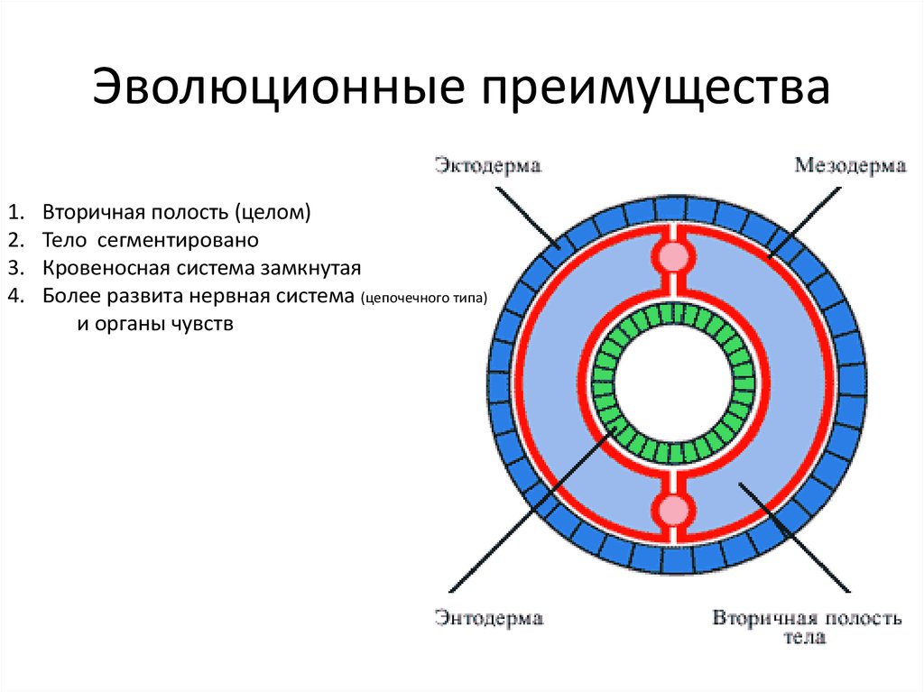 Полость тела плоских