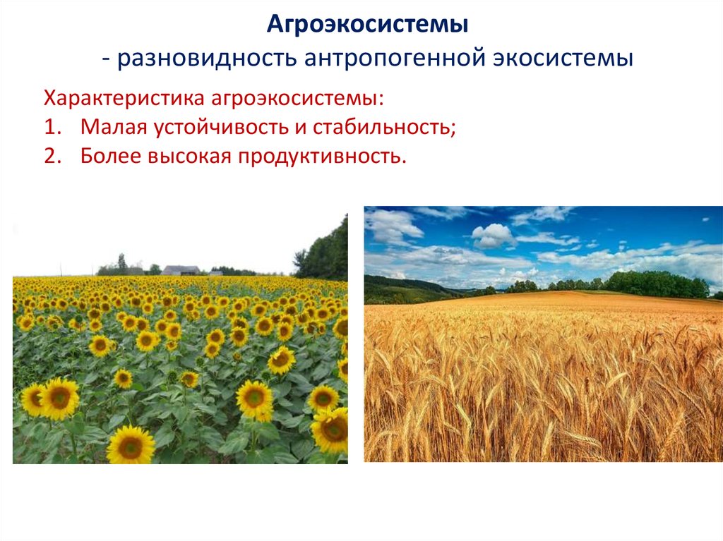 Пути повышения биологической продуктивности в искусственных экосистемах проект