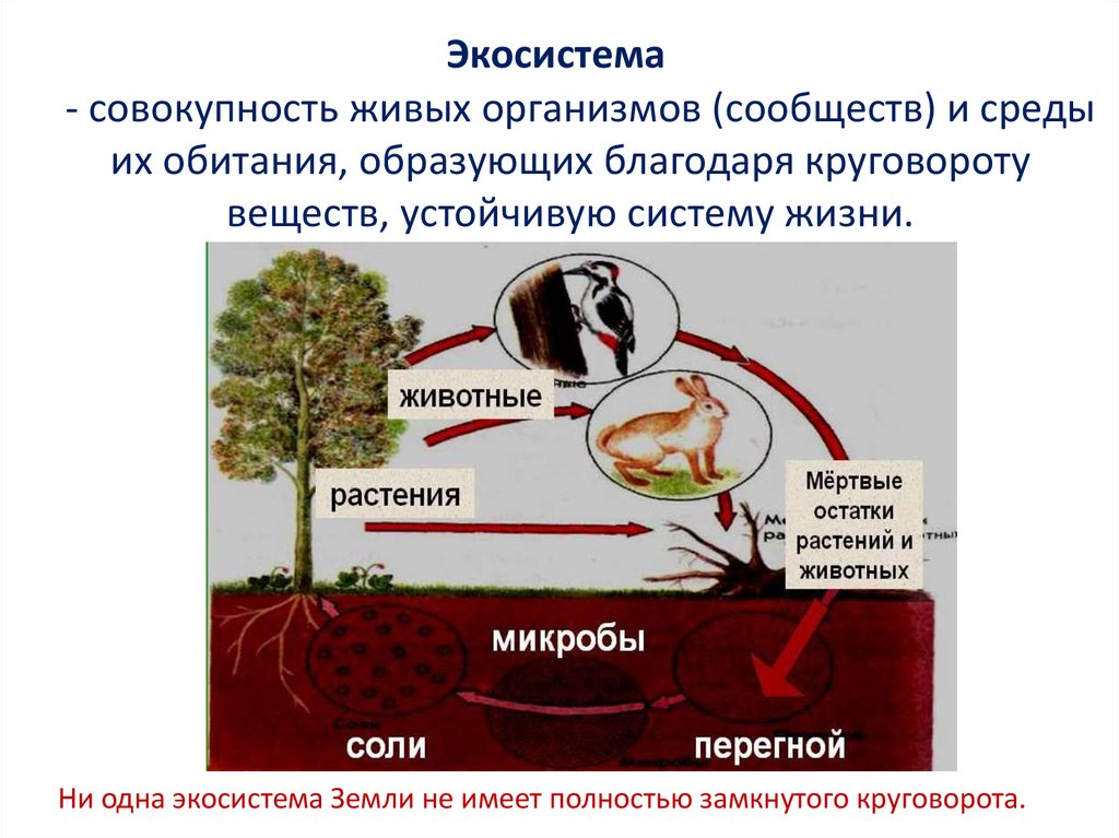 - совокупность живых организмов (сообществ) и среды их обитания, образующих благодаря круговороту веществ, устойчивую систему