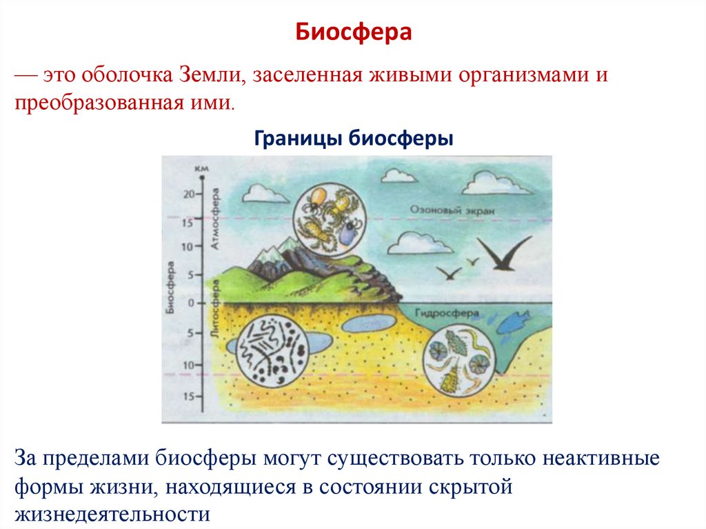 Биосфера земная оболочка заселенная живыми организмами. Биосфера оболочка земли заселенная живыми организмами. Оболочка земли населённая живыми организмами это. Оболочка земли преобразованная живыми организмами. Биосфера - это оболочка земли населённые живыми организмами?.