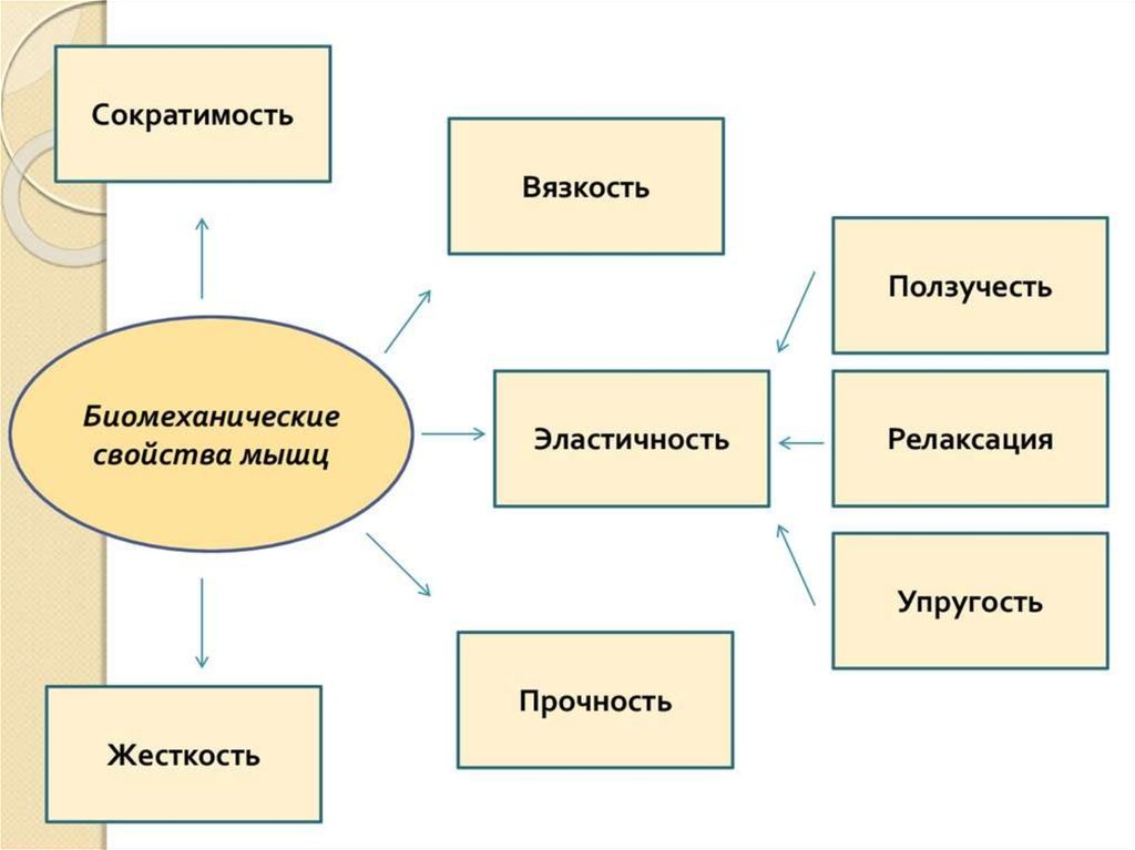 Свойства мышц. Биомеханические свойства мышц. Биомеханические свойства мышц сократимость. Вязкость свойства мышц. Биомеханическая характеристика мышц.