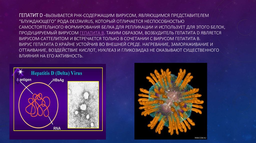 К рнк вирусам относятся вирусы. Гепатит а вызывается вирусом. Вирусный гепатит д. Вирус гепатита д. Гепатит d вызывается.