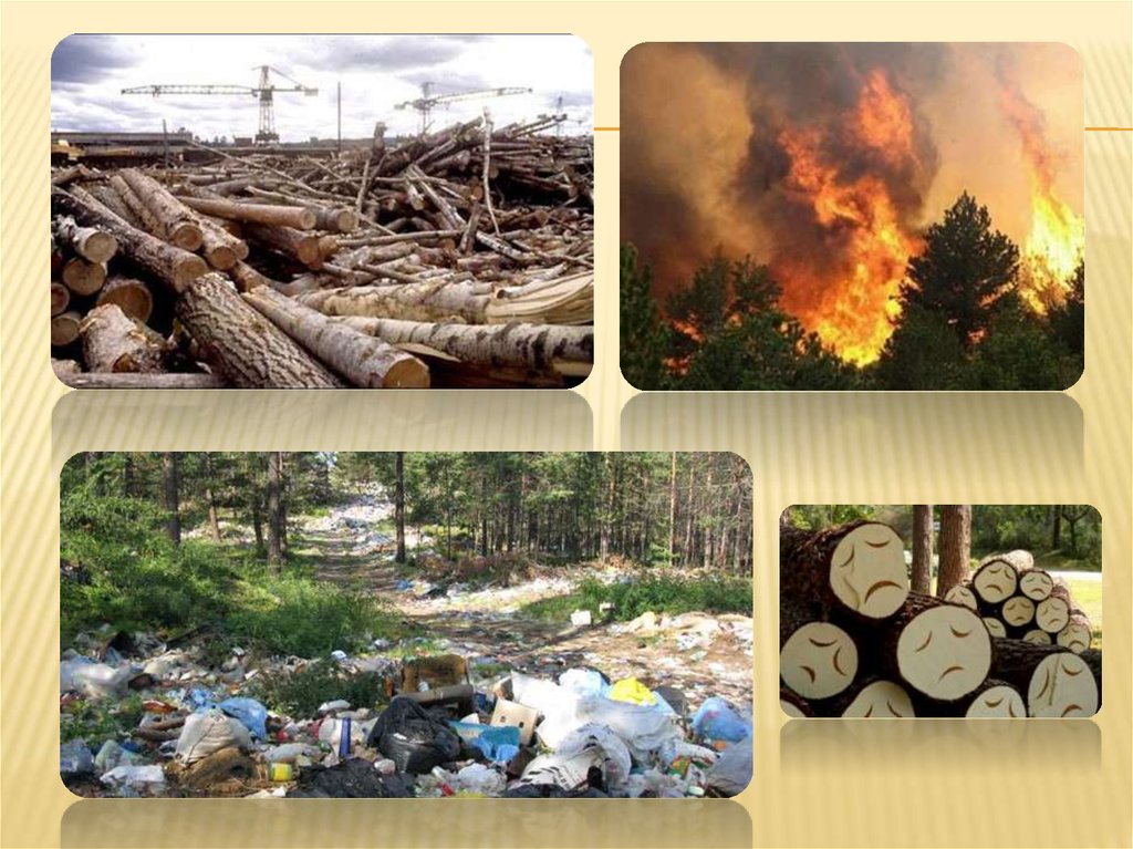 Проблемы экологии влияние человека на окружающую среду
