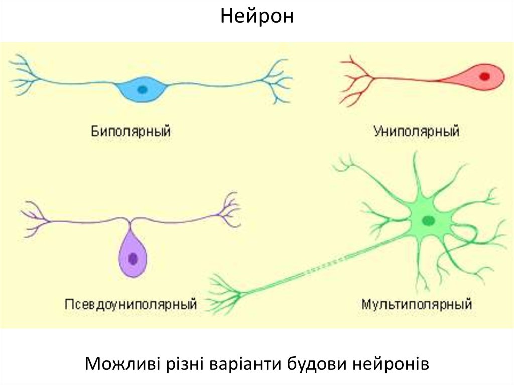 Псевдоуниполярный нейрон рисунок