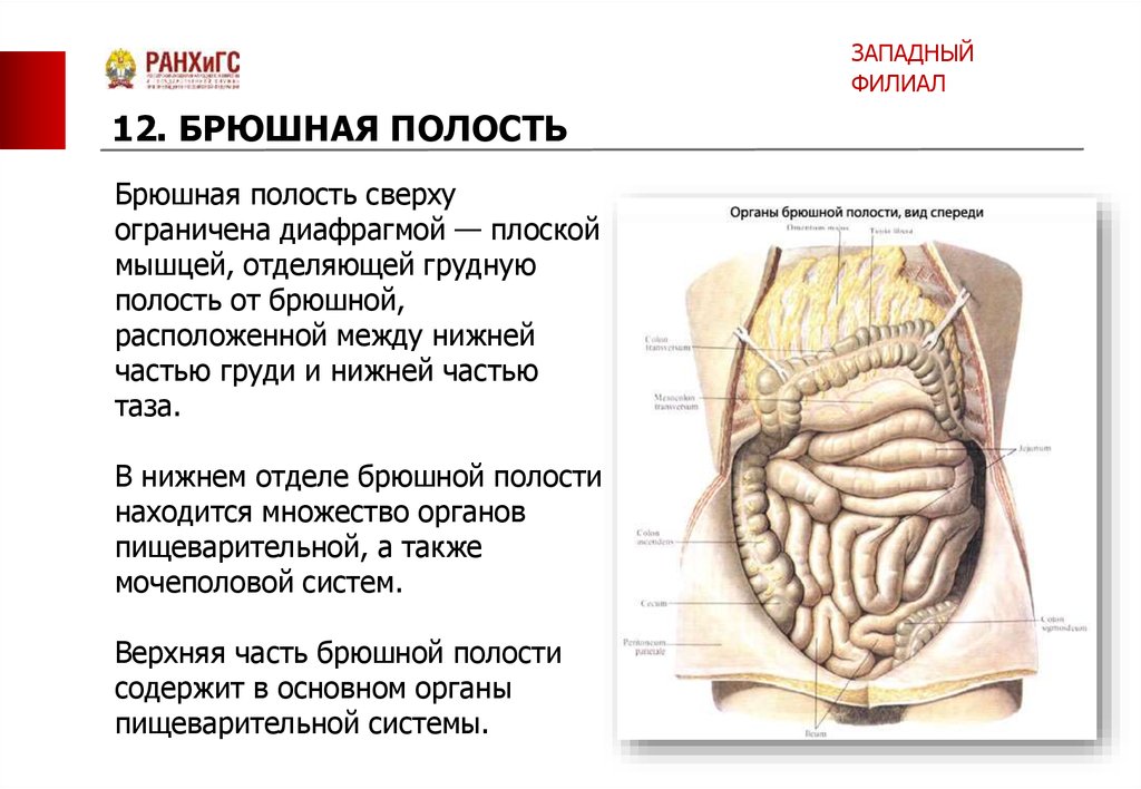 Виды органов брюшной полости