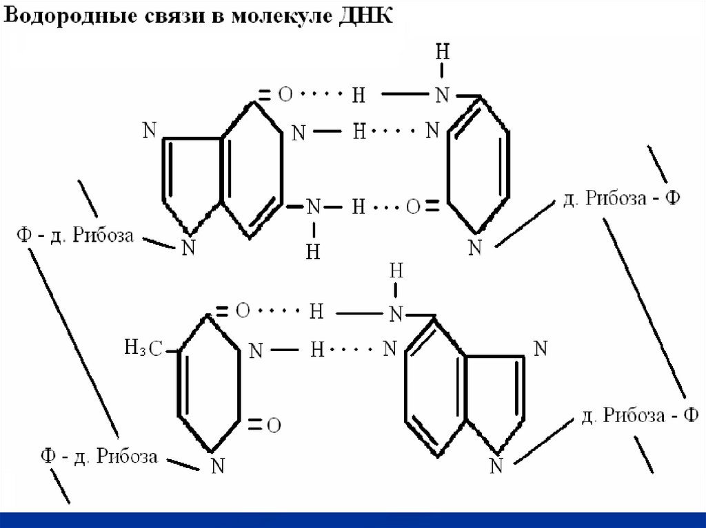 Связь между молекулами днк. Водородные связи в молекуле ДНК. Водородная связь дну. Соединение ДНК. Водородные связи в ДНК между.