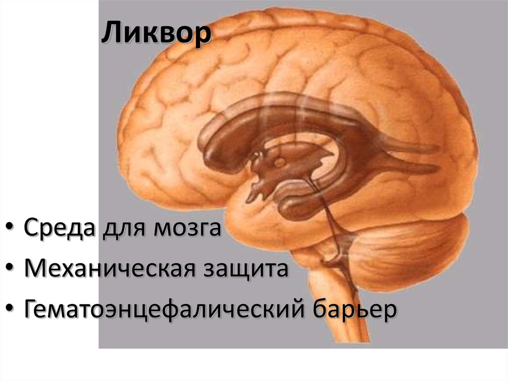 Спинномозговая жидкость. Ликвор. Роль ликвора. Функции ликвора в головном мозге.