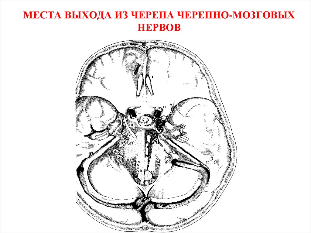 Место выхода нерва из мозга. Выход ЧМН на основании черепа. Места выхода черепных нервов на черепе. Черепные нервы отверстия черепа. Места выхода нервов из черепной коробки.