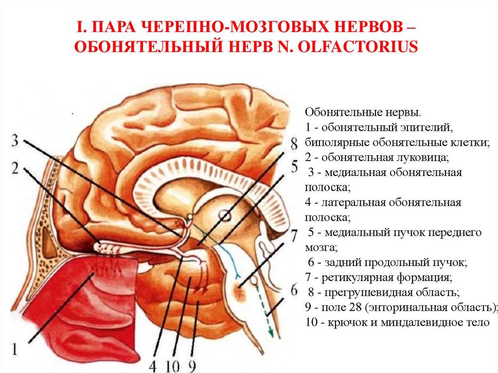 Сколько пар черепных нервов отходит. 1 Пара обонятельный нерв. Обонятельный черепно-мозговой нерв. I пара черепных нервов - n. olfactorius - обонятельный нерв. Обонятельный нерв схема неврология.