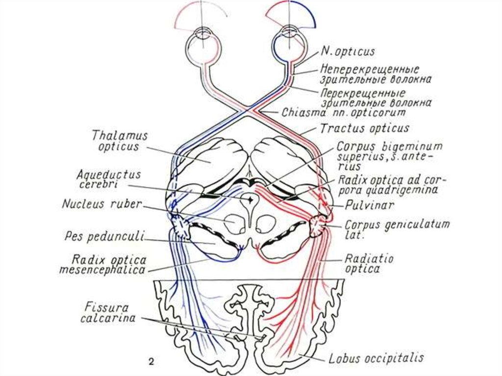 Черепные нервы схема. Зрительный нерв (II пара, 2 пара, вторая пара черепных нервов), n. Opticus. 2 Пара черепных нервов путь. 2 Пара зрительный нерв схема. II пара черепных нервов – n. Opticus – зрительный нерв.