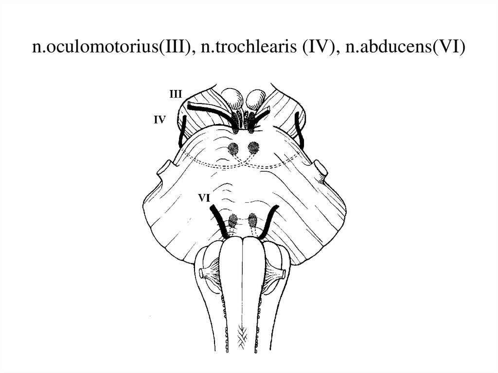 n.oculomotorius(III), n.trochlearis (IV), n.abducens(VI) .