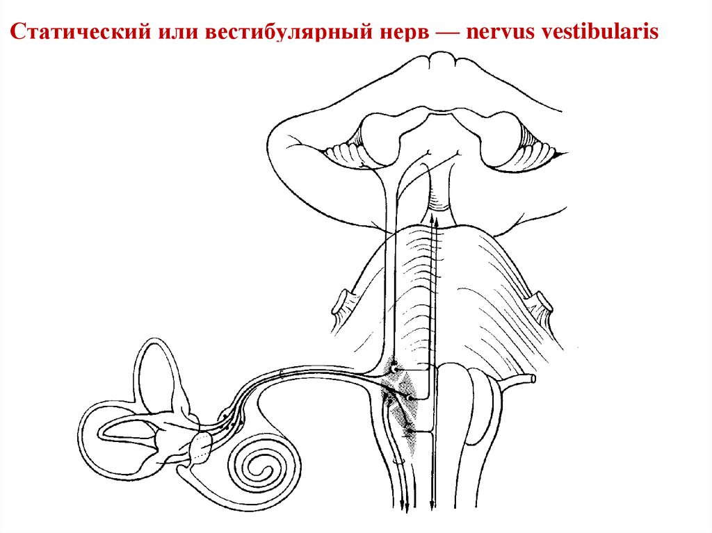 Строение вестибулярного нерва. Nervus vestibularis. Вестибулярный нерв. Вестибулярные нервы. Вестибулярный нерв вестибулярный нерв.