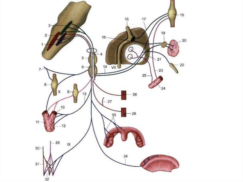 Ix черепного нерва. Схема 9 пары черепных нервов. Схема языкоглоточного нерва анатомия. Ядра языкоглоточного нерва схема. Иннервация языкоглоточного нерва схема.