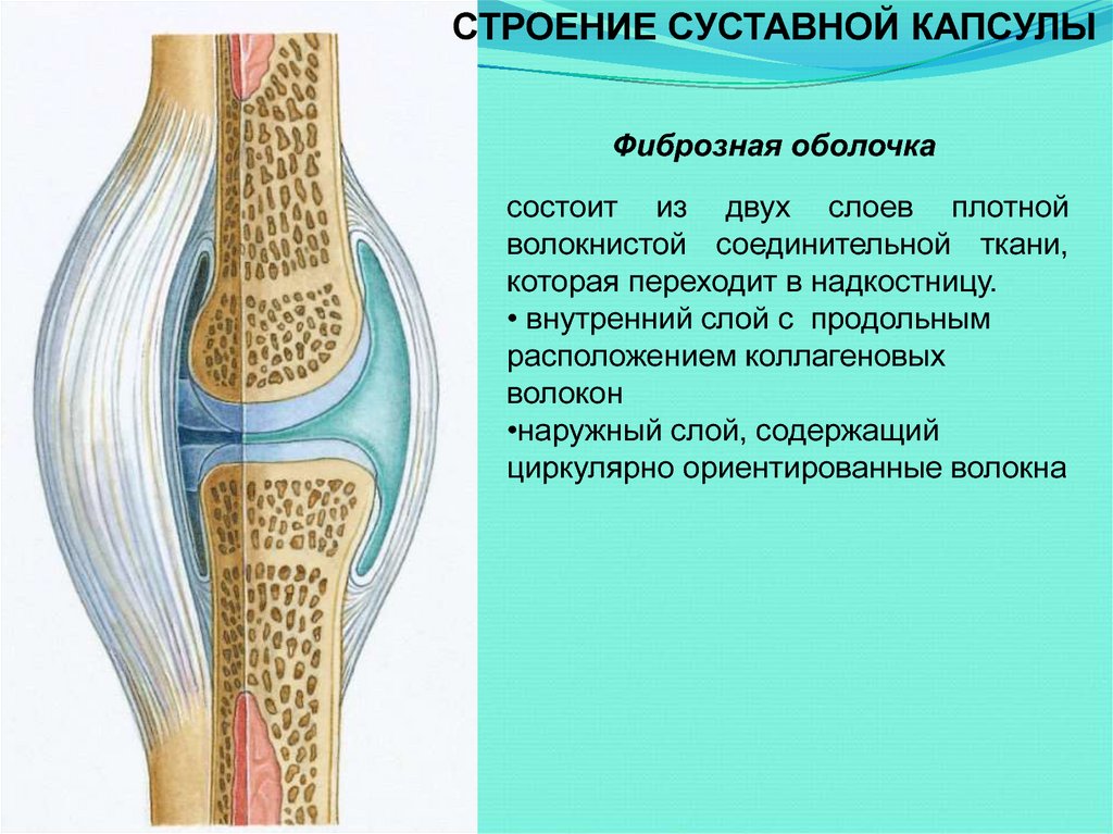 Синовиальная сумка. Суставная капсула голеностопного сустава. Суставная капсула синовиальная оболочка. Суставной хрящ и суставная капсула. Синовиальная оболочка суставной капсулы колена.