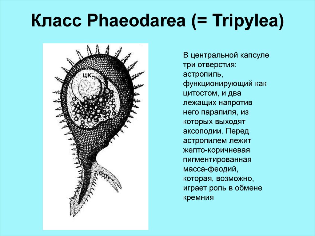 Цитостом. Тип простейших Sarcomastigophora. Саркомастигофоры строение. Тип Саркомастигофоры Подтип жгутиконосцы. Аксоподии это в зоологии.