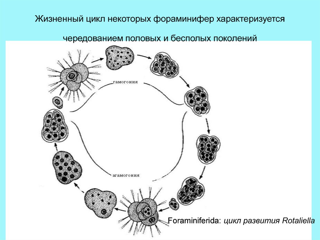 Чередование жизненного цикла. ;Bpytyysqwbrk ajhfvtybaths Myxotheca arenilega,. Цикл развития фораминиферы Myxotheca arenilega. Цикл развития фораминифер схема. Схема размножения фораминифер.