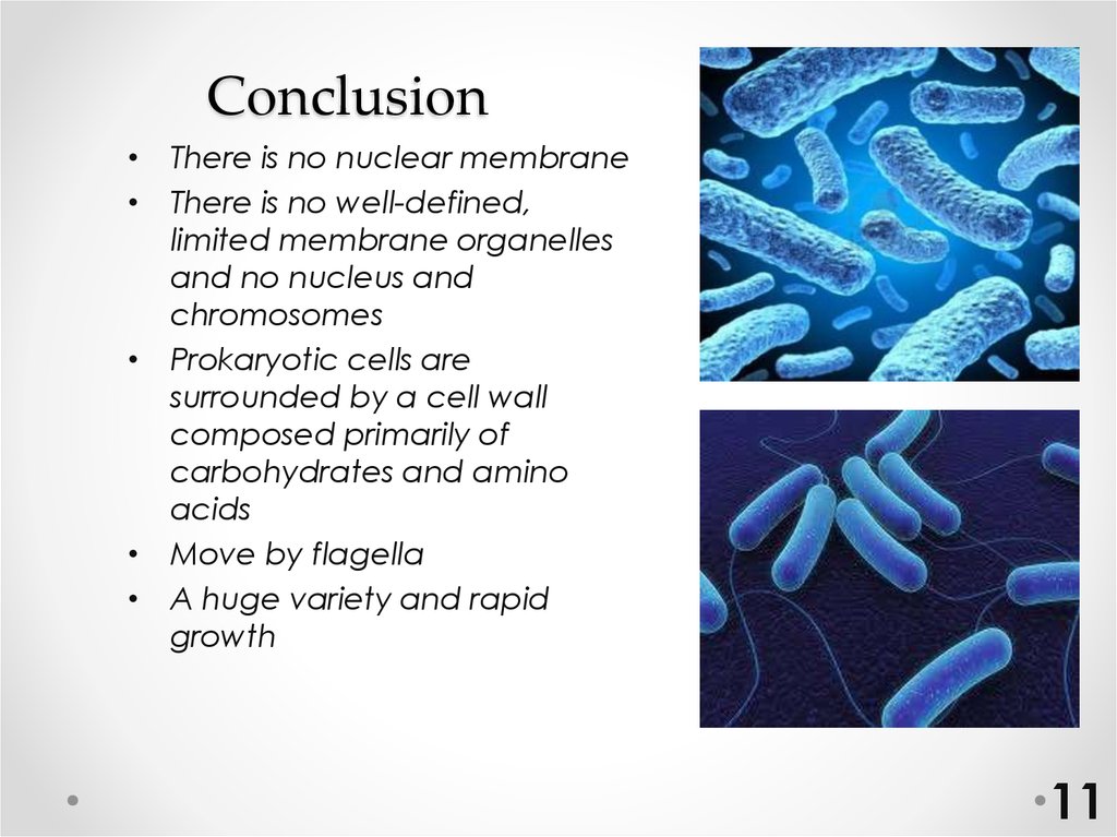 Prokariotic cell structure - Ð¿Ñ€ÐµÐ·ÐµÐ½Ñ‚Ð°Ñ†Ð¸Ñ  Ð¾Ð½Ð»Ð°Ð¹Ð½