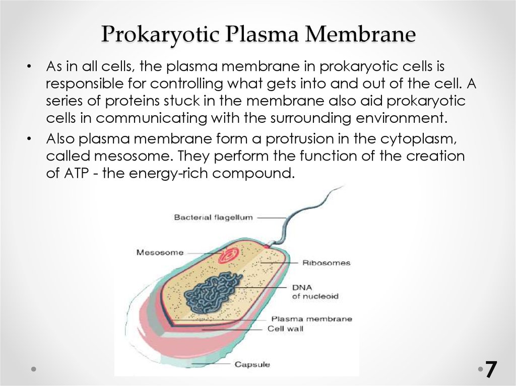 Prokariotic cell structure - презентация онлайн