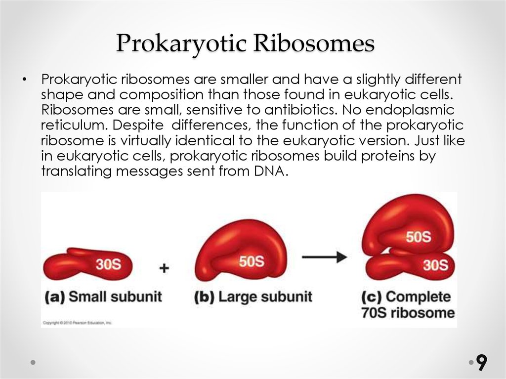 Prokariotic Cell Structure 