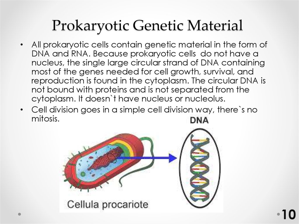Prokaryotic Genetic Material