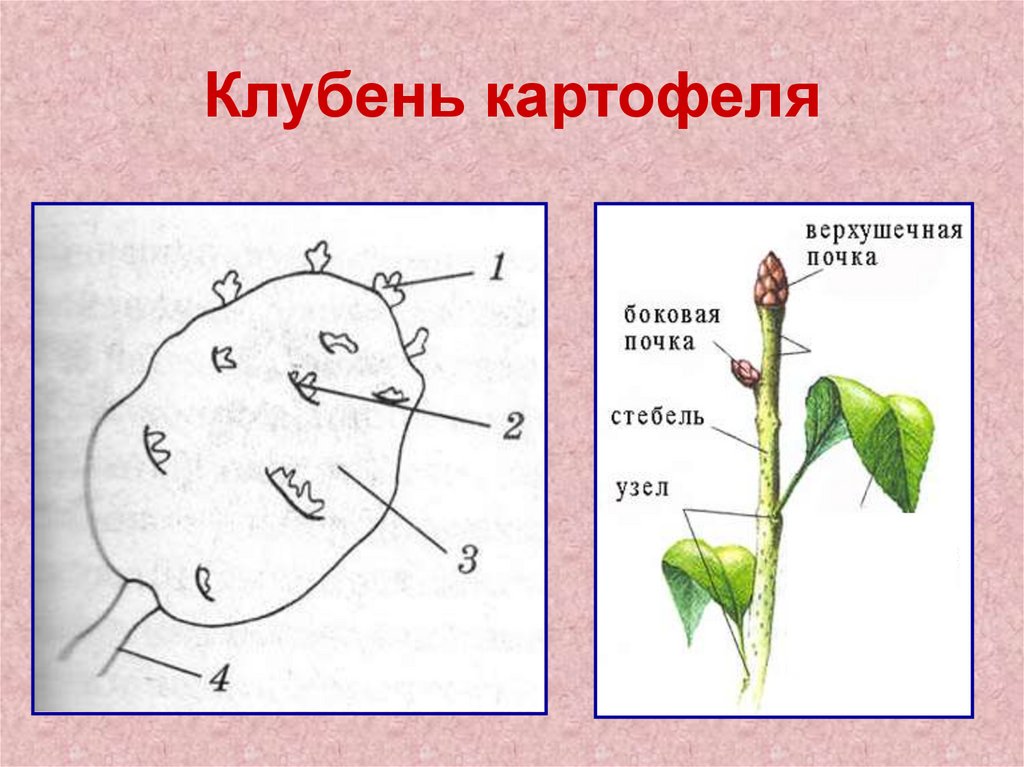 Рассмотрите рисунок клубня картофеля и выполните задания