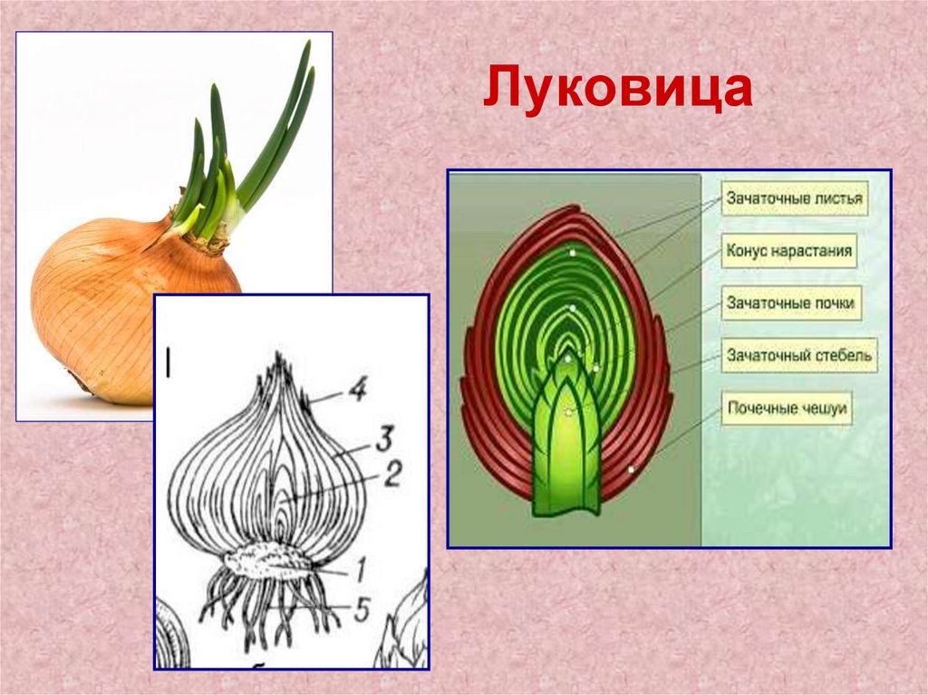 План луковица с радостью