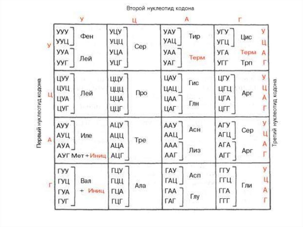 Гуа уац угц гца. Таблица генетического кода. Таблица кодонов аминокислот. Карта генетического кода. Таблица генетического кода и-РНК.