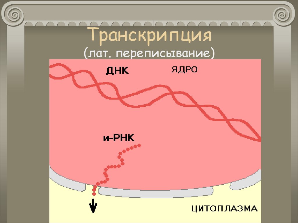 Происходящие процессы биосинтеза транскрипции. Биосинтез белка ЕГЭ биология.