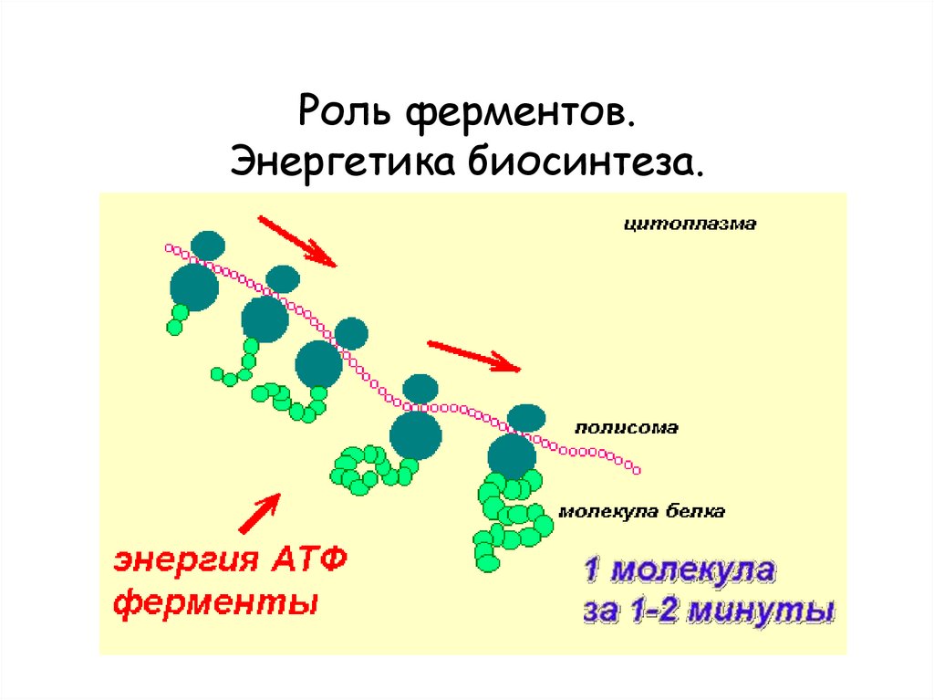 Пластический обмен белков