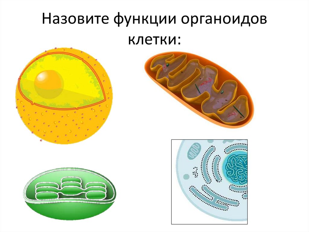 Как называется органоид клетки. Органоиды клетки. Клеточные органоиды. Каждый органоид клетки. Изображение органоидов клетки.