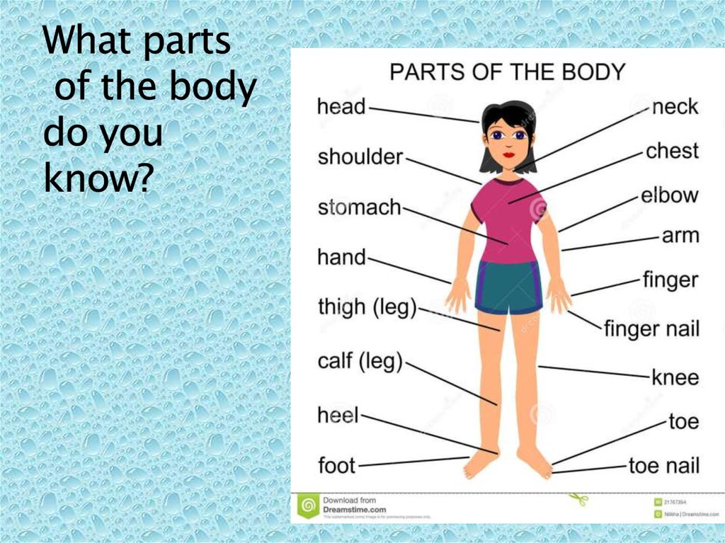 The parts of the human body презентация