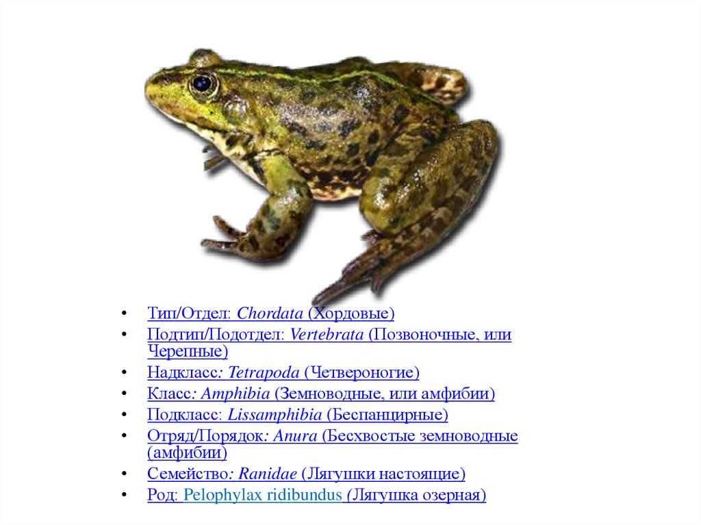 Остромордая лягушка систематика. Жабы семейство бесхвостых земноводных. Лягушка семейство род. Японские древесные лягушки. Квакша строение.