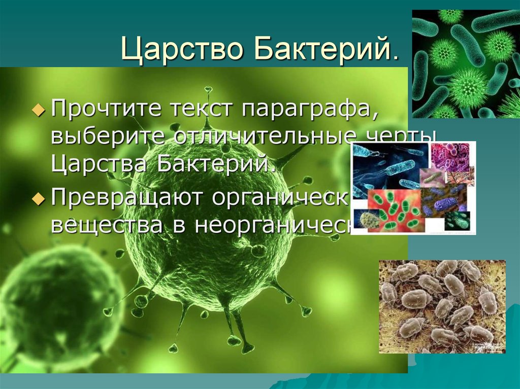 Царства живой природы 6 класс география домогацких презентация