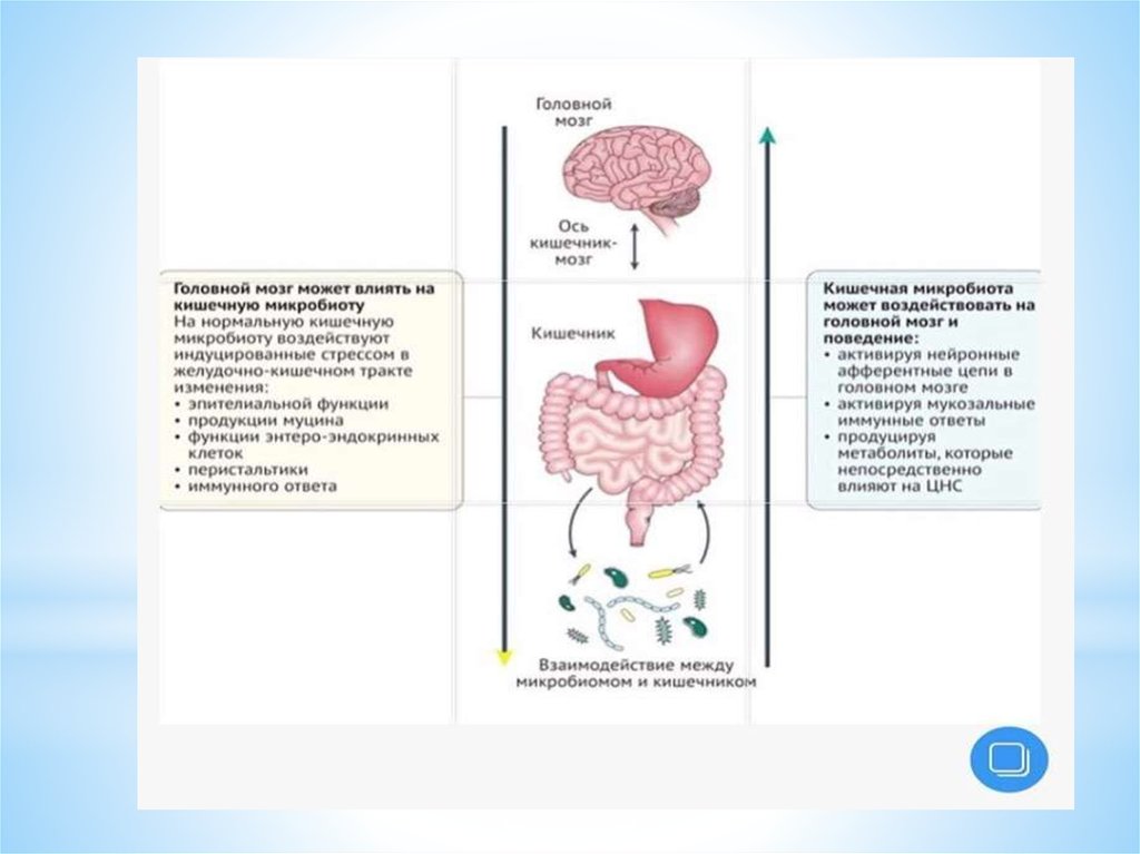 Микробиота кишечника презентация
