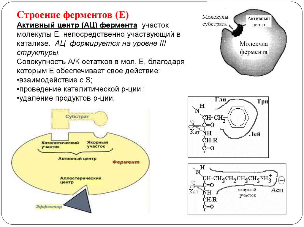 Состав центров ферментов. Строение ферментов. Активные центры ферментов. Строение активного центра ферментов. Строение ферментов строение активного центра. Структура фермента активный и аллостерический центр.