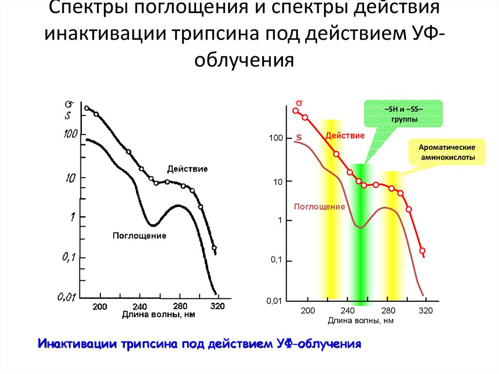 Спектры поглощения и спектры действия инактивации трипсина под действием УФ-облучения