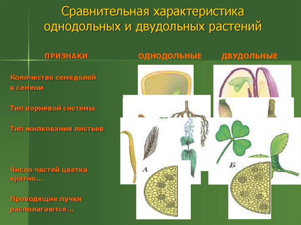 Укажите признаки двудольных растений ответ