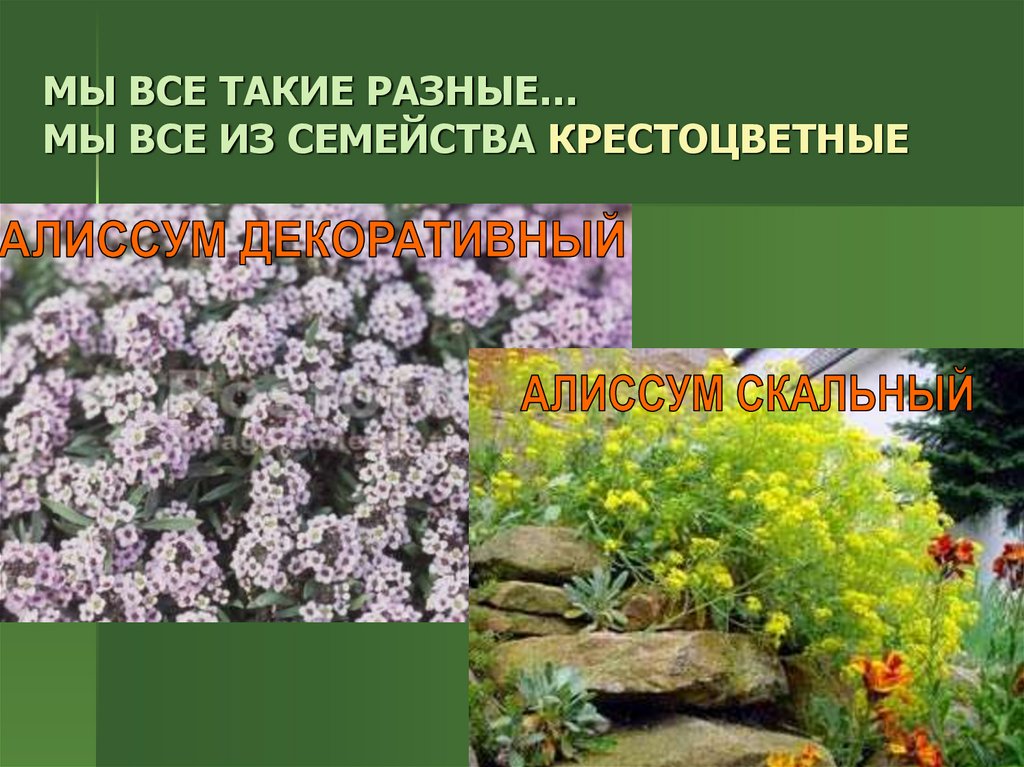Крестоцветные отдел класс семейство. Медоносы крестоцветные растения. Алиссум крестоцветные. Семейство крестоцветные представители алиссум. Декоративные растения семейства крестоцветных.
