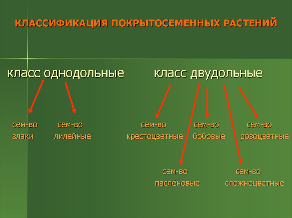 Классификация растений презентация 6 класс - 82 фото