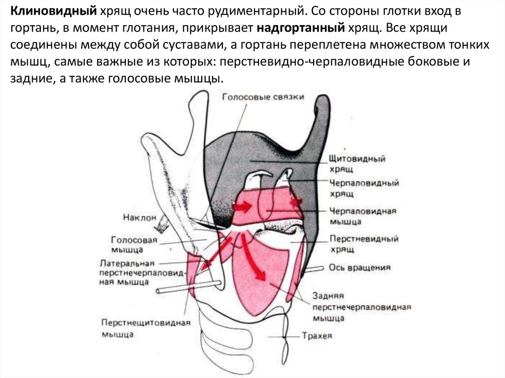 Устройство гортани человека фото