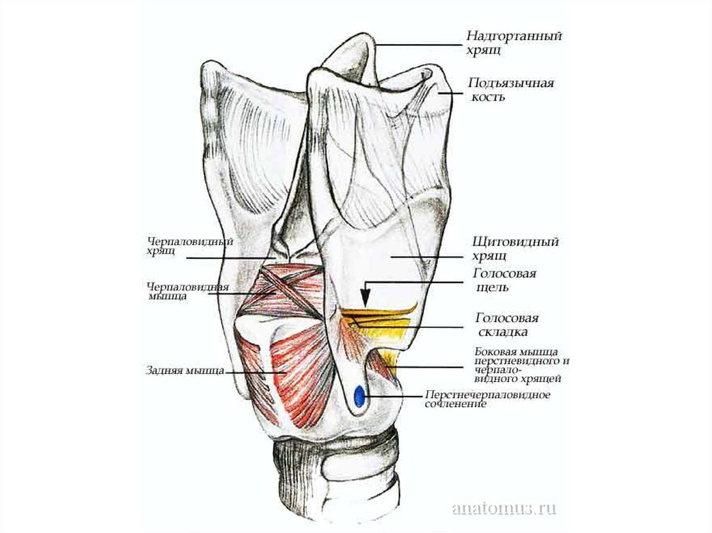 Функции надгортанного хряща в организме человека. Черпаловидный хрящ анатомия. Черпаловидные хрящи гортани. Мышцы черпаловидного хряща. Мышечный отросток черпаловидного хряща.