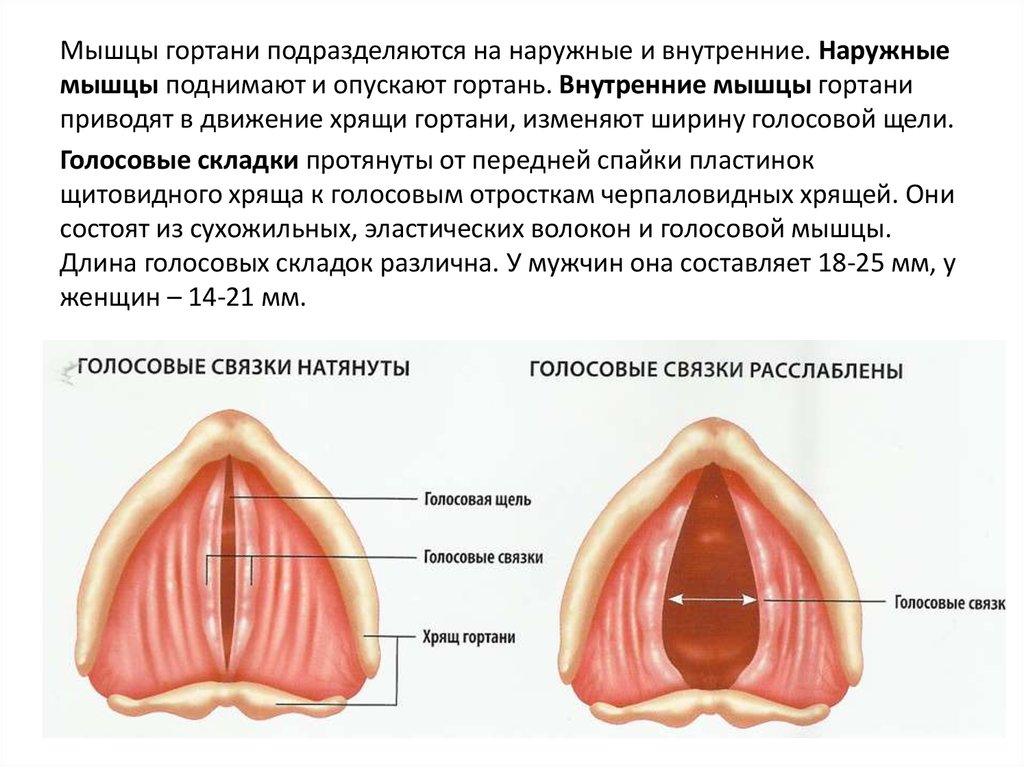 Где расположены голосовые связки. Голосовые связки голосообразование. Органы дыхания и голосообразования. Аппарат голосообразования. Голосовые связки в зависимости от их состояния.