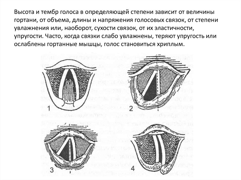 На рисунке изображены различные положения голосовых связок. Гортань голосообразование. Голосовые связки при фонации схема. Голосовые связки у человека.
