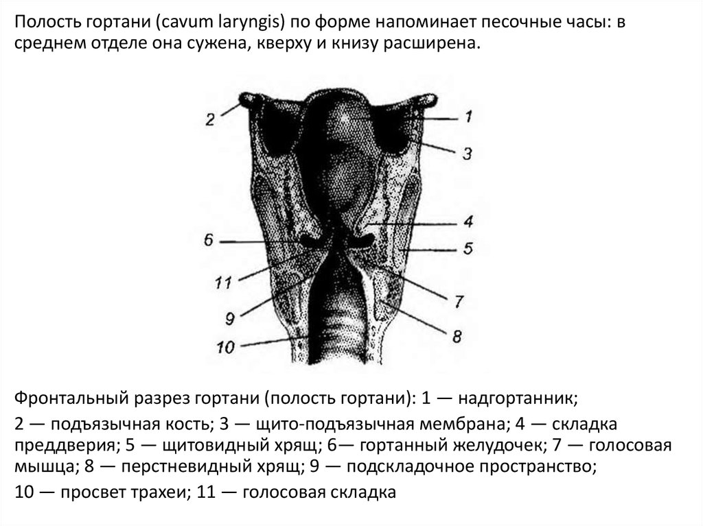 Преддверие гортани ограничено