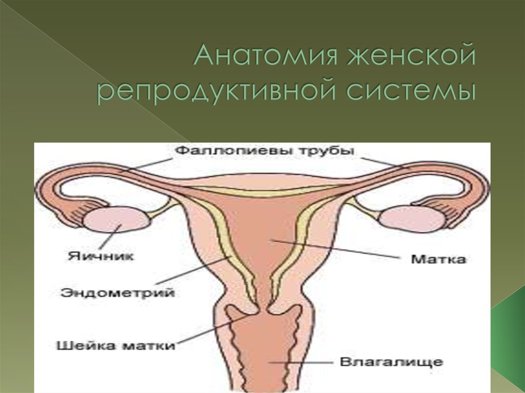 Женская репродуктивная система анатомия фото