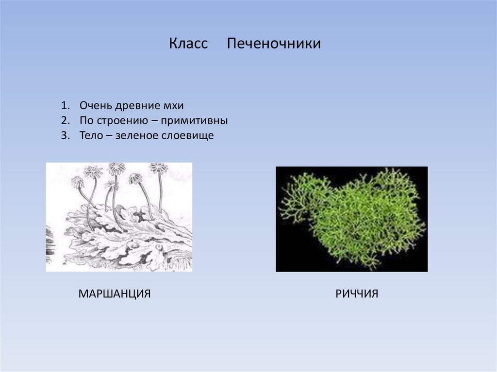 Печеночники мхи презентация