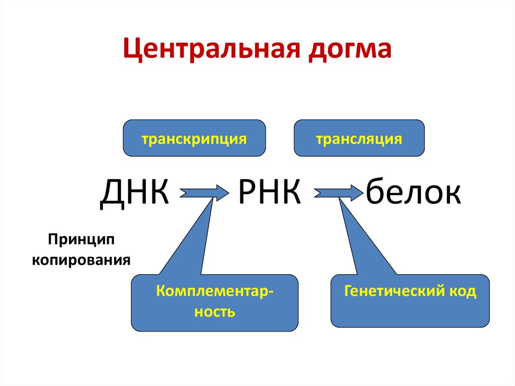 Истина догма