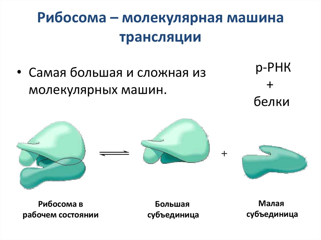 Рибосома рисунок егэ